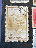 Pied Avocet Birds Series Romania Stamp 1991