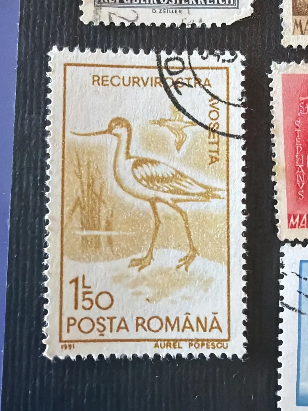 Pied Avocet Birds Series Romania Stamp 1991